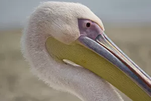 Europe, Greece, Mykonos. Close-up of head of pink pelican