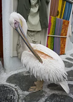 Greece Collection: Europe, Greece, Mykonos, Hora. Pelican grooming in alleyway