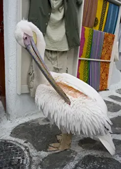 Hora Prints: Europe, Greece, Mykonos, Hora. Pelican grooming in alleyway