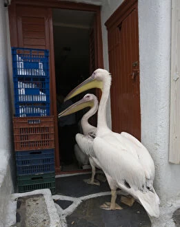 Europe, Greece, Mykonos, Hora. Two pelicans going in back door of restaurant. Credit as