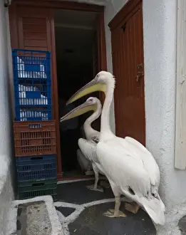 Back Prints: Europe, Greece, Mykonos, Hora. Two pelicans going in back door of restaurant. Credit as