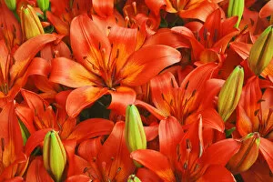 Images Dated 23rd April 2008: Europe, Holland, Lisse, Keukenhof Gardens. Orange lilies in the gardens. Credit as