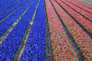 Netherlands, Holland Gallery: Europe, Holland, Rows in a Tulip Field