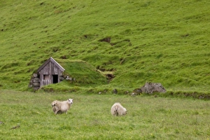 Images Dated 18th July 2009: Europe, Iceland