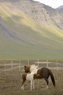 Images Dated 25th July 2004: Europe, Iceland