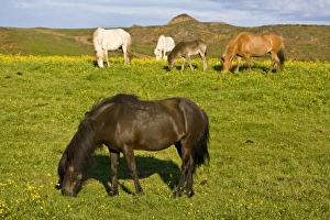 Images Dated 21st June 2007: Europe, Iceland