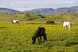 Images Dated 21st June 2007: Europe, Iceland
