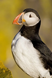 Images Dated 25th June 2007: Europe, Iceland