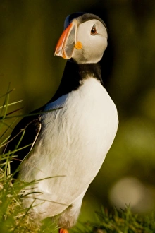Images Dated 25th June 2007: Europe, Iceland