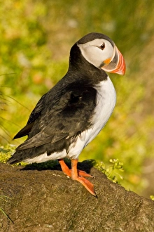 Images Dated 25th June 2007: Europe, Iceland