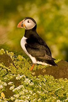 Images Dated 25th June 2007: Europe, Iceland