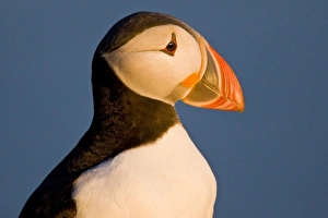 Images Dated 25th June 2007: Europe, Iceland