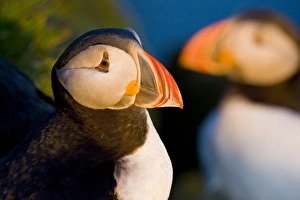 Images Dated 25th June 2007: Europe, Iceland
