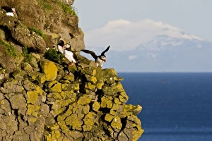 Europe, Iceland