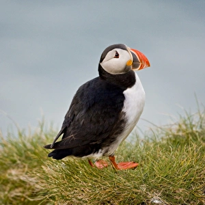 Images Dated 19th June 2007: Europe, Iceland