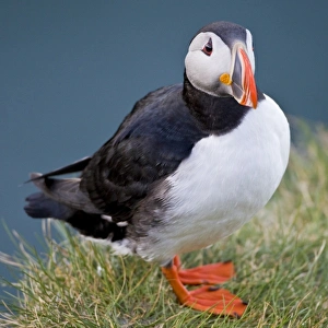 Images Dated 19th June 2007: Europe, Iceland