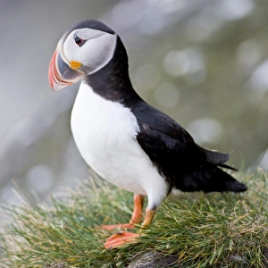 Images Dated 19th June 2007: Europe, Iceland