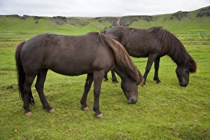 Images Dated 21st June 2007: Europe, Iceland