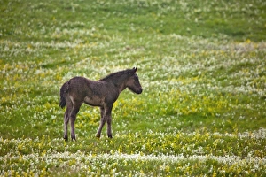 Images Dated 23rd July 2010: Europe, Iceland