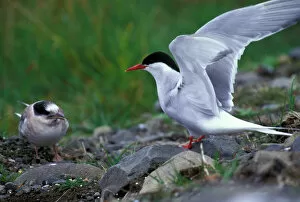 Europe, Iceland, Arctic tern (Sterna paradisaea)