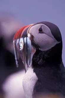 Images Dated 27th January 2005: Europe, Iceland, Atlantic puffin (Fratercula arctica)