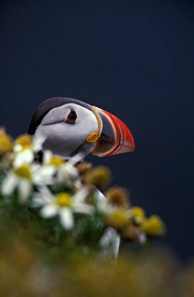 Images Dated 11th February 2005: Europe, Iceland, Atlantic Puffin (Fratercula arctica)