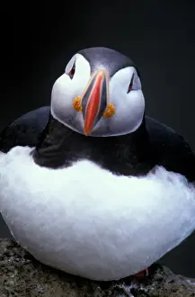 Europe, Iceland, Atlantic Puffin (Fratercula arctica)