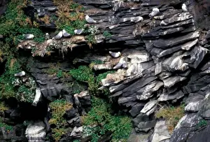Images Dated 11th February 2005: Europe, Iceland, Black-legged Kittiwake (Rissa tridactyla)