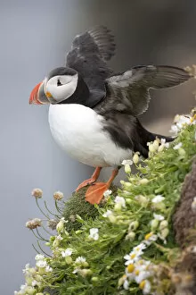 Europe, Iceland, Breidavik, Puffin amid Flowers on a Cliff