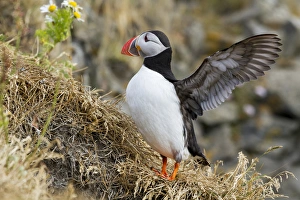 Puffin Prints: Europe, Iceland. Close-up of puffin flapping its wings