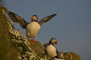 Puffin Prints: Europe, Iceland, Latrabjarg. Atlantic puffin posing on rocky cliff next to sea mayweed flowers