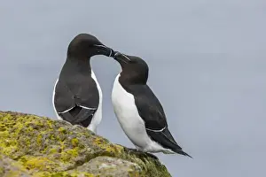 Images Dated 28th May 2013: Europe, Iceland, Latrabjarg. Pair of razorbills in courtship behavior. Credit as