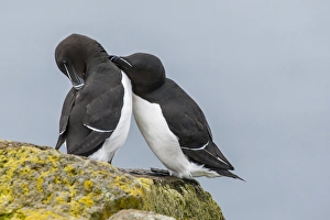 Icelandic Prints: Europe, Iceland, Latrabjarg. Razorbills courting