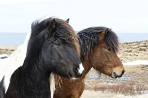 Images Dated 17th March 2015: Europe, Iceland, North Iceland, near Akureyri. Icelandic horses have thick manes