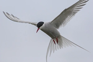 Icelandic Prints: Europe, Iceland, Reykjavik. Arctic tern hovering