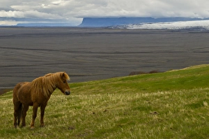 Icelandic Prints: Europe, Iceland, Skaftafell National Park