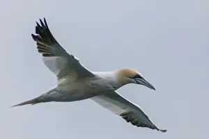 Icelandic Prints: Europe, Iceland, Snaefellsnes. Close-up of northern gannet gliding