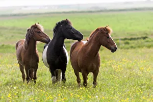 Images Dated 18th July 2005: Europe, Iceland, Southwest Iceland. Icelandic horses enjoy a wildflower strewn field