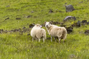 Images Dated 17th July 2005: Europe, Iceland, Southwest Iceland. Icelandic sheep are commonly seen in the green