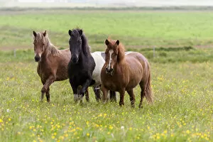 Images Dated 18th July 2005: Europe, Iceland, Southwest Iceland. Icelandic horses enjoy a wildflower strewn field