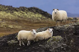 Icelandic Prints: Europe, Iceland. View of Icelandic sheep