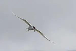 Tern Prints: Europe, Iceland, Vik. Arctic tern flying with small fish in beak