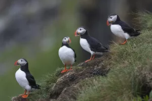 Images Dated 12th July 2005: Europe, Iceland, Westfjords, Atlantic puffins, Fratercula arctica