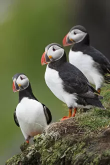 Images Dated 12th July 2005: Europe, Iceland, Westfjords, Atlantic puffins, Fratercula arctica
