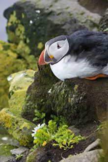 Images Dated 11th July 2005: Europe, Iceland, Westfjords, Atlantic puffins, Fratercula arctica