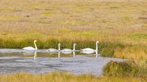 Swan Prints: Europe, Iceland. Whooper Swan (Cygnus cygnus) in a marsh on the southern coast