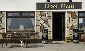 Tavern Prints: Europe, Ireland, Achill Island, Dooagh. Small dog who greets the patrons of the tavern