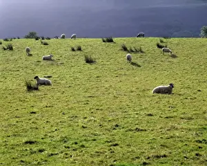 Farm Animal Prints: Europe, Ireland, Ballyshannon. Sheep may safely graze on the green hills of Ballyshannon