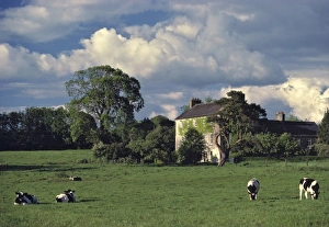 Live Stock Prints: Europe, Ireland, Co. Waterford. Cows graze in the pasture in front of a vine-wrapped