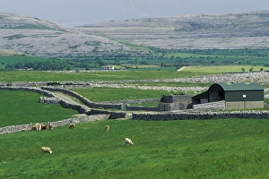 Images Dated 31st August 2011: Europe, Ireland, County Clare. The Burren